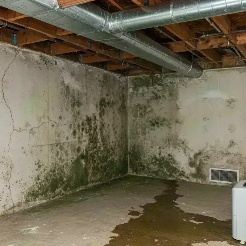 Professional Mold Removal in Montrose County, CO